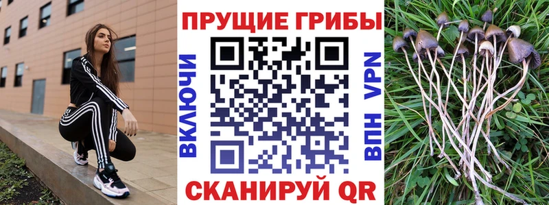Псилоцибиновые грибы Psilocybe  omg маркетплейс  Грайворон 